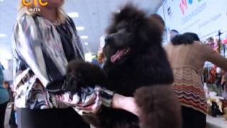 Stolica 146 Regionalnaya Vystavka Sobak 480