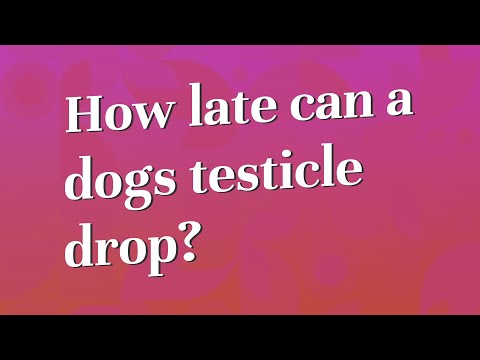 Video: Měl by být pes s nesestouplým varlatem kastrován?