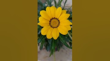 سورة قريش بتلاوة خاشعة #قران_كريم #خشوع_طمأنينه_راحه_للقلب #تلاوة #عبدالله_الخياط