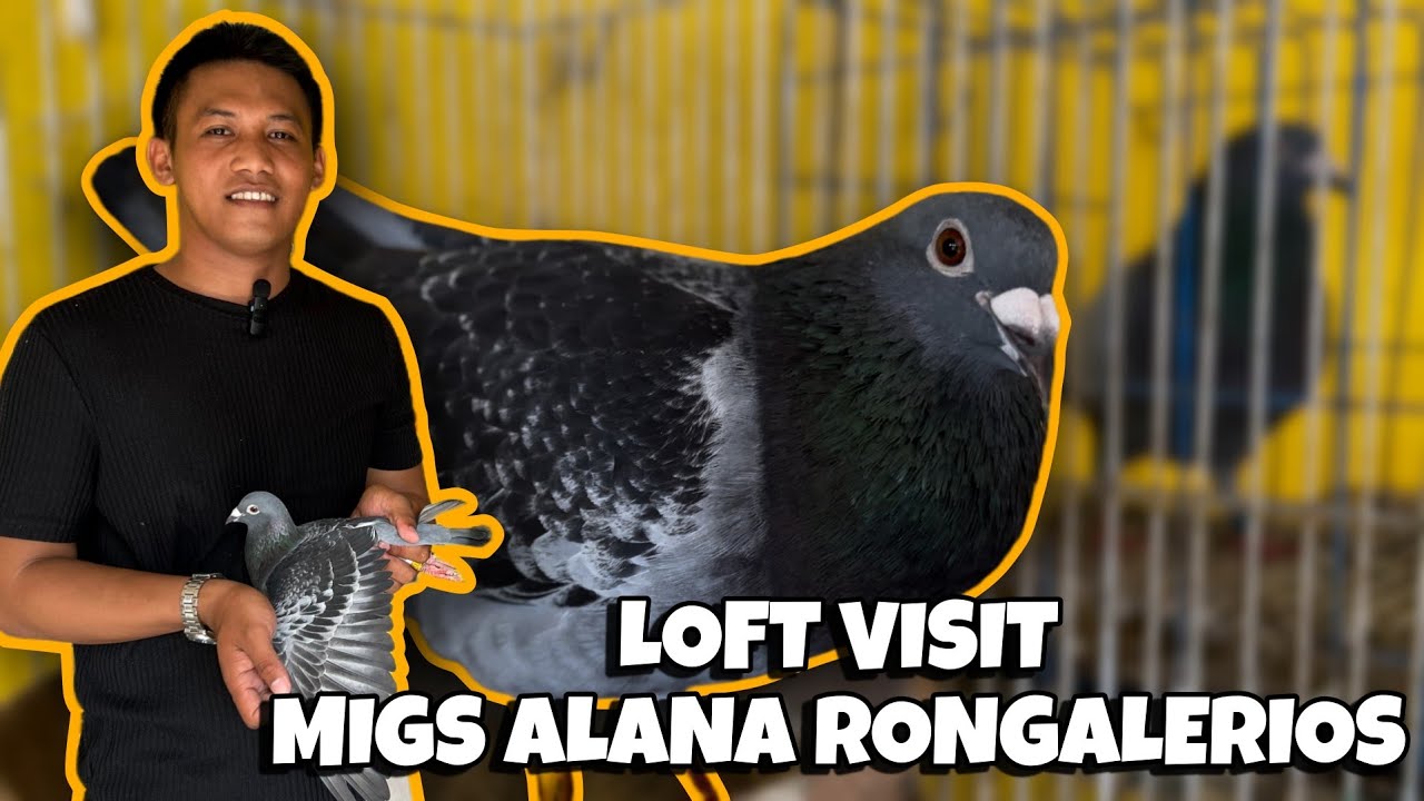 Isa sa mahusay na fancier at overall champion ngayon North Race sa lucena