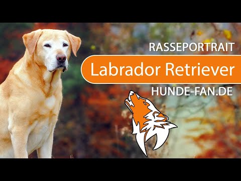 Video: Informationen zur Labrador Retriever-Rasse | Hündchen Matchmaker