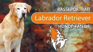 ► Labrador Retriever [2018] Rasse, Aussehen & Charakter