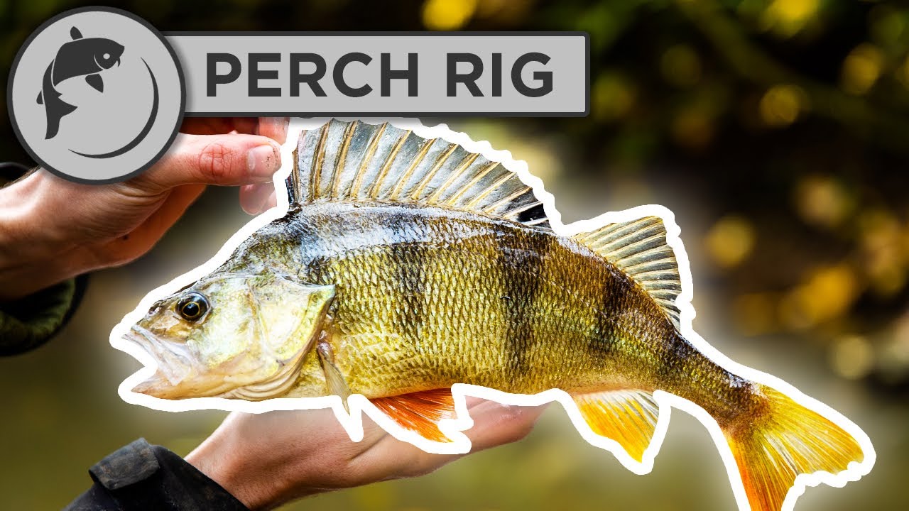 How To Tie a Simple Perch Rig - Feeder or Ledger 