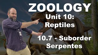 Zoology - 10.7 - Suborder Serpentes