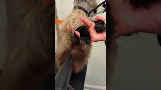 Cat deshedding is about more than just keeping fur off your furniture! 🐱✨ Regular deshedding helps