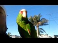 my 8 month old white fronted amazon parrot