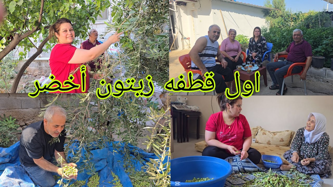 صباح نساط قطفنا زينون أخضر احلا أجوا ضيعه #قناه_ام_رودي #اكسبلور 