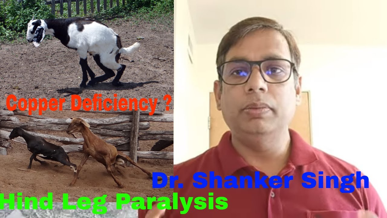 Posterior Paralysis Goats ! Enzootic Ataxia ! Copper Deficiency ! YouTube