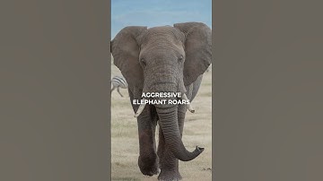 Tyrannotitan Call inspo! 📢 #shorts