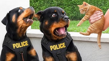 You Will Die Laughing At These Animals - 60 Minutes Funniest Animal Videos of the Decade! 🐶🐱😂