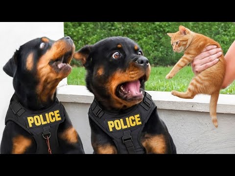 You Will Die Laughing At These Animals - 60 Minutes Funniest Animal Videos of the Decade! 🐶🐱😂