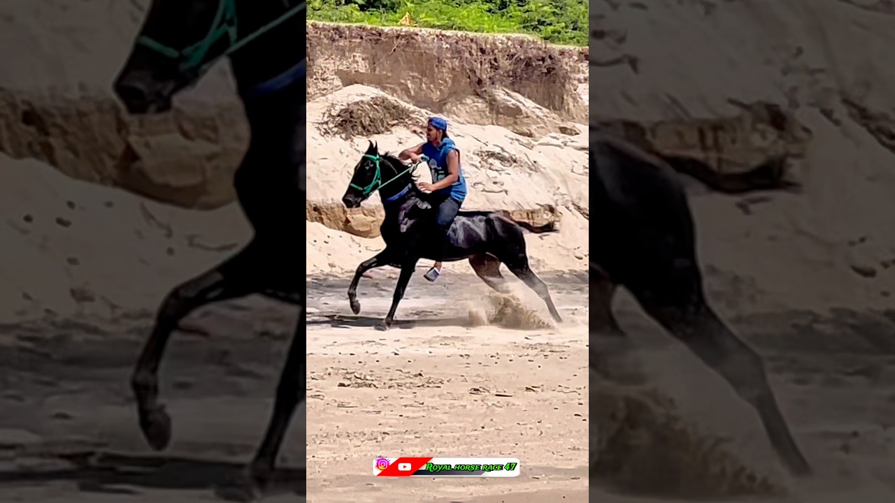 Sakab horse ka jalwa he | horse power | horse race | horse of Gujarat | #shorts #horse #horserace
