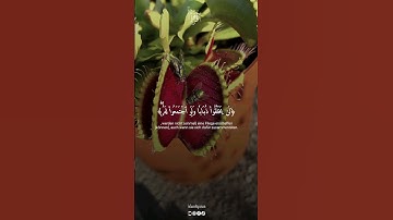 إِنَّ الَّذِينَ تَدْعُونَ مِن دُونِ اللَّهِ لَن يَخْلُقُوا ذُبَابًا، سورة الحج ياسر الدوسري