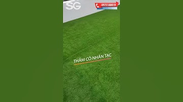 Thảm cỏ nhân tạo trải sân vườn - #Shorts #Cỏ_nhân_tạo