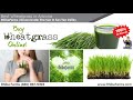 Buy Farm Fresh Wheatgrass In Arizona Rhiba Farms