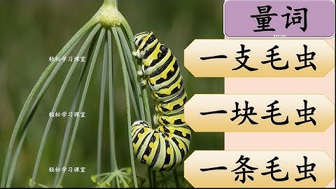量词练习 24 Measure Words Exercise Learn Chinese Measure Words 支zhi 碗wan 条tiao 尾wei 位wei 窝 wo 席 xi 座 zuo
