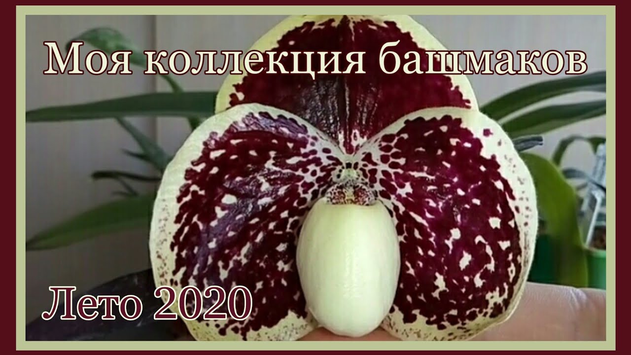 70. Моя коллекция башмаков. Лето 2020.