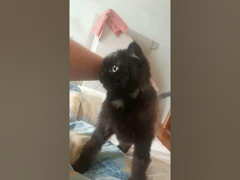 маленька ласковая кішка )) #котик #прикол #ранок #мурка - YouTube