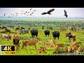 4K African Wildlife: Wildlife of Okavango Delta Area - Scenic Wildlife Film With African Music