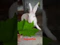#perfectpaws #pets #animals #rabbit #cute #puppylove #cat #cuteanimals #cuddly #cutebunny #cutepuppy