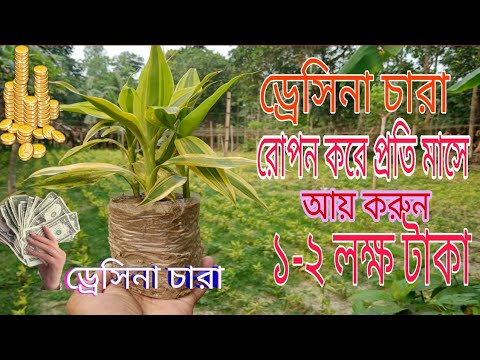 Video: Dracaena Tanpa Henti