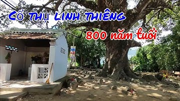 Cây dầu cổ thụ 800 trăm năm tuổi ở Trà Vinh