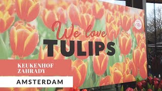 Amsterdam - Keukenhof (tulipánové zahrady)