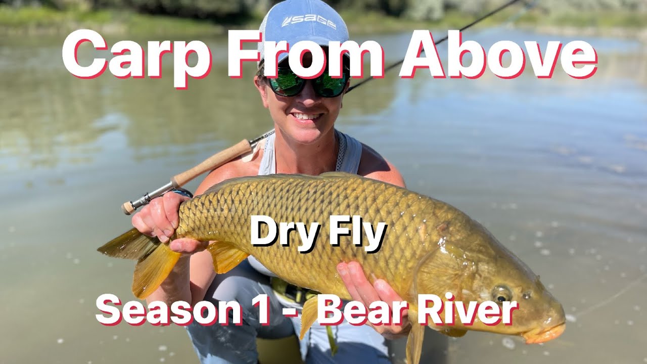 Fly Fishing Carp on a Dry Fly - Bear River 