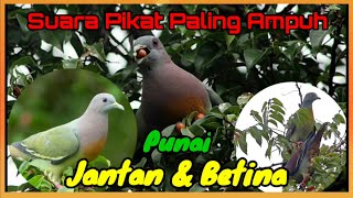 Suara Pikat Punai Jantan & Betina || Ampuh di Jamin Langsung Datang