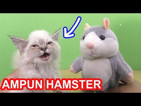Video ini berisikan kelucuan dan keisengan si hamster gudang tutorial, hamster legend Lihat Semua Ko. 