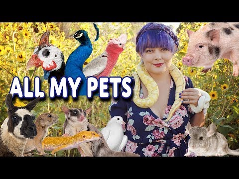 All My Pets 2019 | Happy Tails Animals
