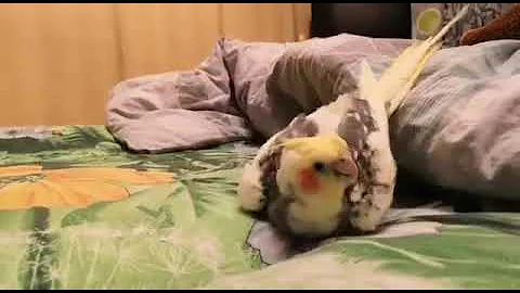Сушка попугая феном