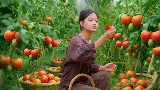 Harvesting Tomatoes in My Hometown – A Bountiful Harvest, Baskets Full of Joy.