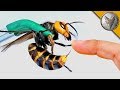 Stung by a murder hornet