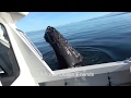 CURIOUS HUMPBACK WHALE DAMAGES WHALE PROTECTION BOAT