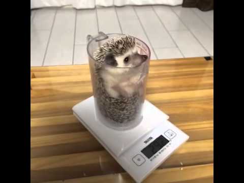 hedgehog weight