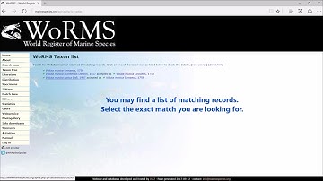WoRMS Taxon Match 1