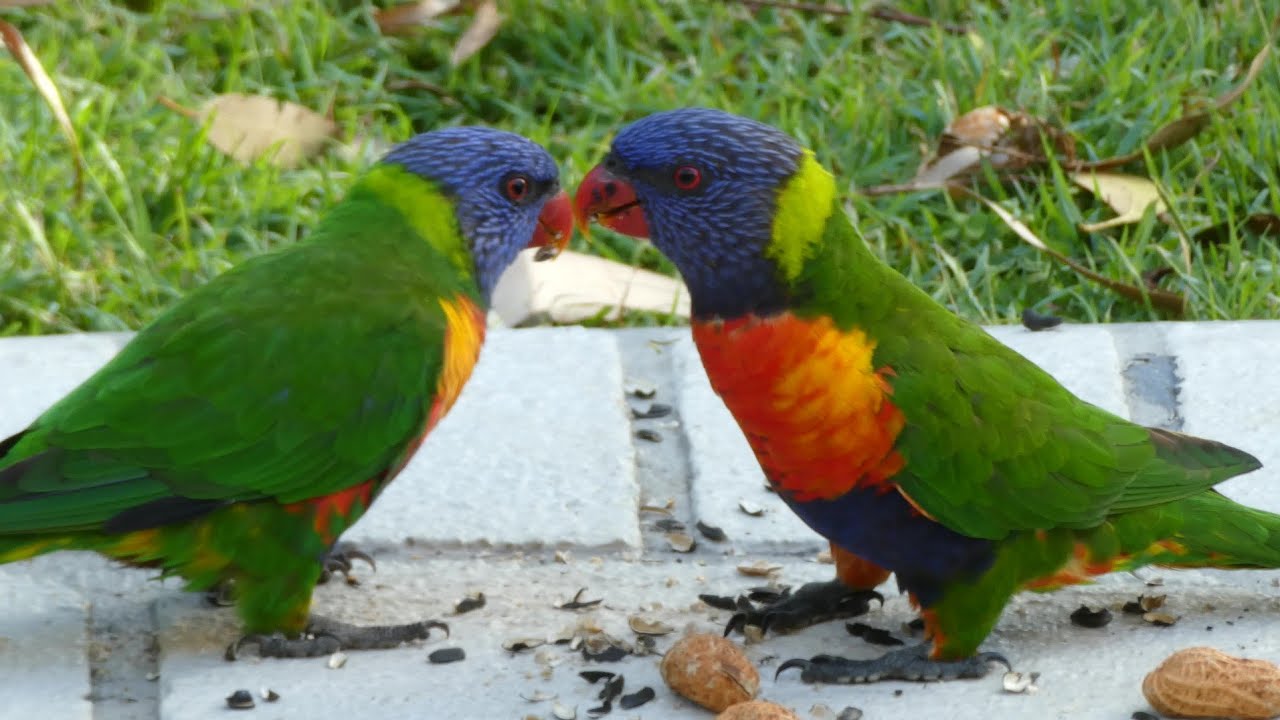 Cute Rainbow Lorikeet Parrots Talking and Kiss (Fun sounds) adlı videoyu YouTube'da izle Cute Rainbow Lorikeet Parrots Talking and Kiss (Fun sounds) adlı videoyu YouTube'da izle