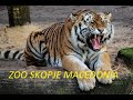 ZOO SKOPJE MACEDONIA   BEST ZOO IN EUROPE   SKOPJE ZOO