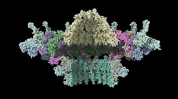 T4SS No IcmX Plug Stationary Simulation Cross Section View