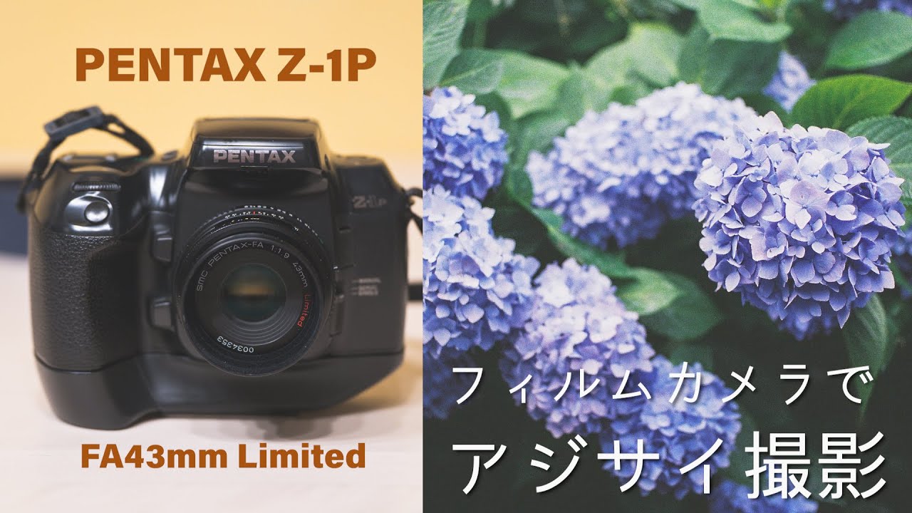 PENTAX Z-1P】雨の中アジサイ撮ってきた！【フィルムカメラ】 - YouTube