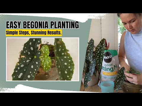 Planting a begonia cutting