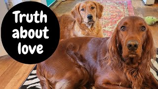 Feels So Good Baby (UNCENSORED) Irish Setter & Golden Retriever Puppy by Archie loves Noel 762 views 1 year ago 2 minutes, 13 seconds