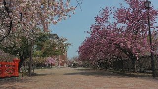 人影ない「桜の通り抜け」 大阪・造幣局、無人機撮影
