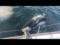 Lagoon 450 Attacked by Orcas (killer whales) off the Portuguese Coast