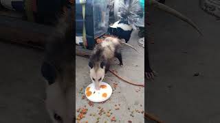 Opossum and Skunk #shortvideo #shorts #animals #skunks #opossum