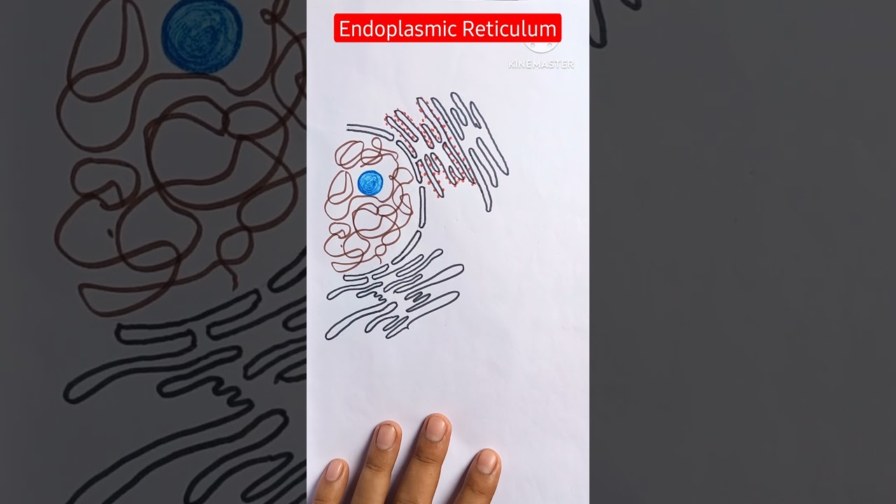 Easy Endoplasmic Reticulum Diagram For Class 9 Aflamneeeak