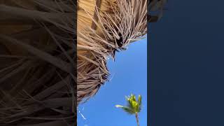 Best #puntacana guide,check the last video. #vlog #shorts #travel #travelhacks#travelvlog #vaccation