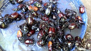 The most DANGEROUS food in Asia ep5 !!! eat the Xylotrupes gideon (eat a two-horned beetle)