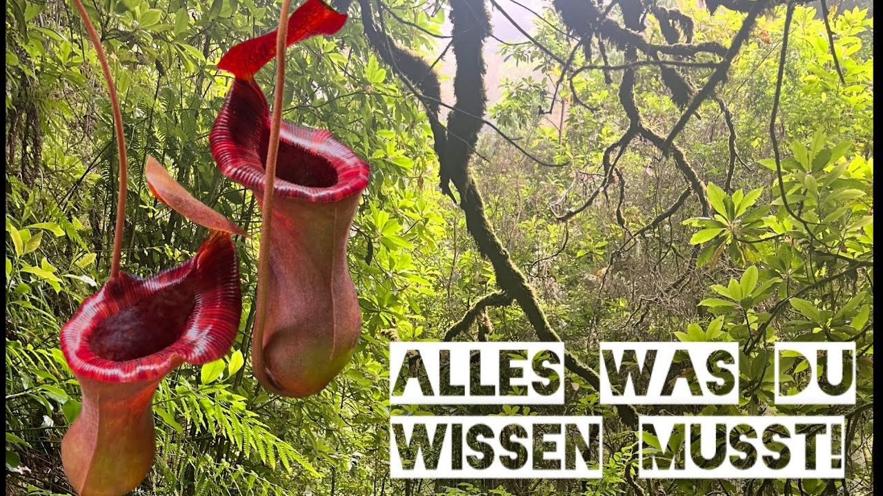 Kannenpflanzen Pflege  